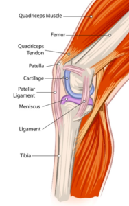 Knee structure collagen