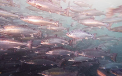 Collagen from Norwegian Salmon